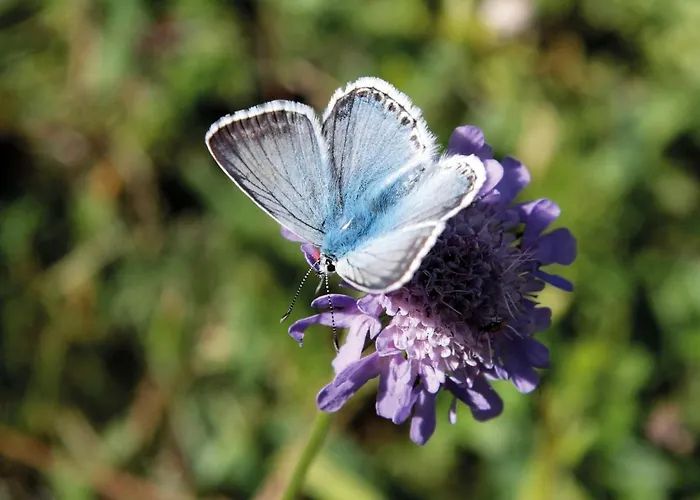 Meran-1 By Interhome Goritschach (Klagenfurt-Land)